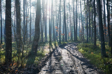leśna droga,las © Marcin Łazarczyk