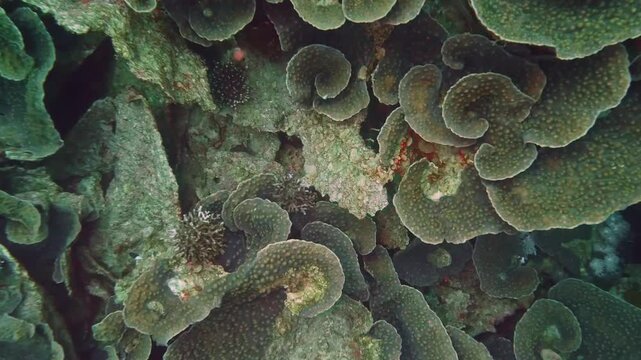 Montipora capricornis, known as vase or cap coral, thrives in warm Indo-Pacific waters