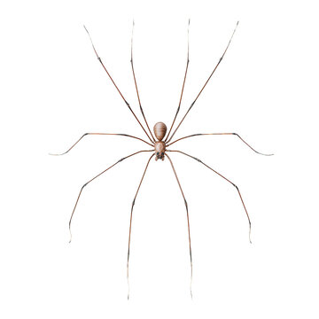 Daddy longlegs spider isolated on black