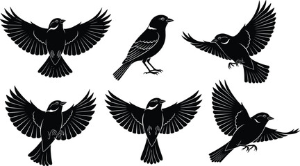 Obraz premium Black sparrow bird silhouette collection set in various flying and perched poses isolated on white background cad drawing flat vector illustration