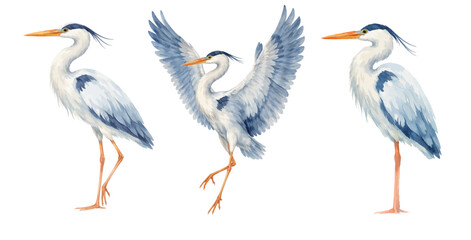 Obraz premium A charming watercolor collection of blue heron birds for wildlife illustration and wall art.