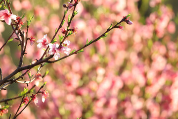 pink cherry blossom
