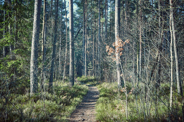 leśna ścieżka ,las  © Marcin Łazarczyk