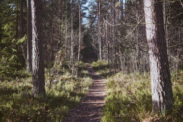 leśna ścieżka ,las  © Marcin Łazarczyk