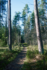 leśna ścieżka ,las  © Marcin Łazarczyk