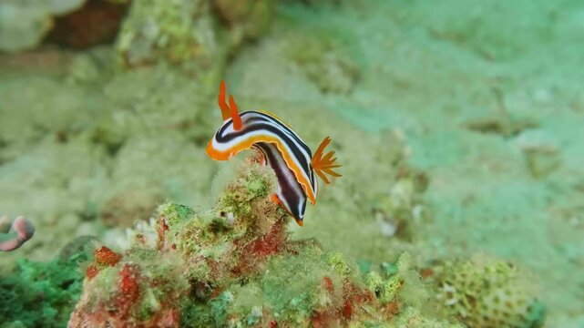 Chromodoris magnifica sea slug with striking orange, white, and black mantle pattern, gliding gracefully across reef substrate