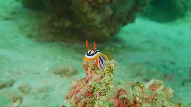 Brightly patterned dorid nudibranch gliding across reef substrate, showcasing vivid orange, black, and white body stripes