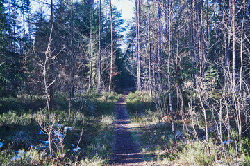 leśna ścieżka ,las  © Marcin Łazarczyk