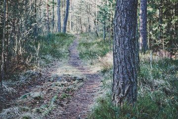 leśna ścieżka ,las  © Marcin Łazarczyk