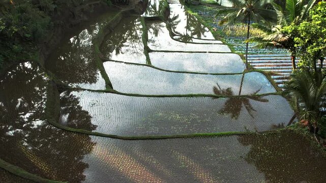 Aerial view of flooded rice terraces on Java, Indonesia with tropical trees