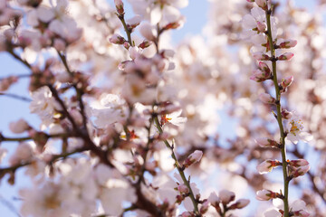 Obraz premium Almond Blossom Buds in Soft Focus with Blue Sky and Spring Bokeh