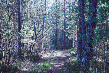 leśna ścieżka ,las  © Marcin Łazarczyk