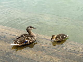 A duck family on a pond
