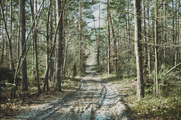 leśna droga,las © Marcin Łazarczyk