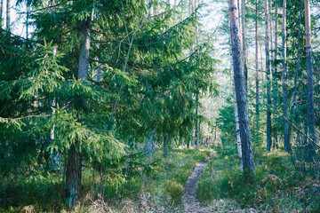 leśna ścieżka ,las  © Marcin Łazarczyk