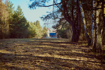 drzewa,łąka  © Marcin Łazarczyk