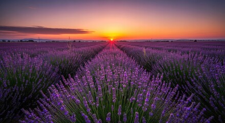 Fototapeta premium Field of purple blooms under vibrant sunset, rows receding to horizon