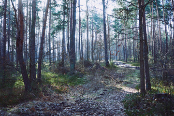 leśna droga,las © Marcin Łazarczyk