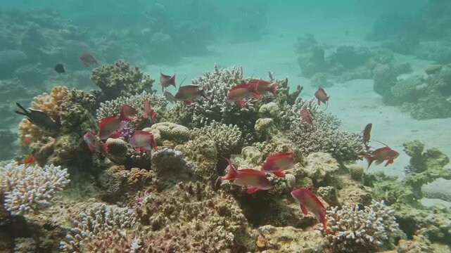 Colorful school of anthias gliding over vibrant reef structures teeming with marine life and healthy corals