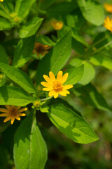 close-up vertical photo of a beautiful Golden Medallion flower.