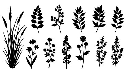Wild Plants and Herbs Silhouette Vector Set with Leaves and Berries © abdul