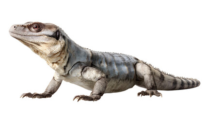 Obraz premium Ultra realistic HD dinosaur 3D realistic reptile skin, isolated on white background