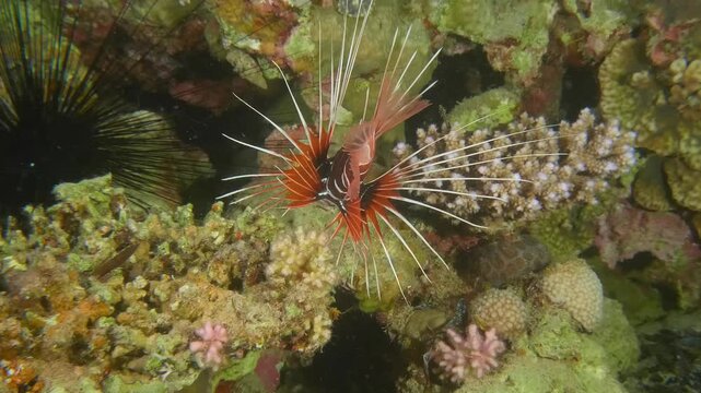 Radiant Clearfin Lionfish with flowing fins glides over lush seagrass in the Red Sea, showcasing striking stripes and elegant movement.