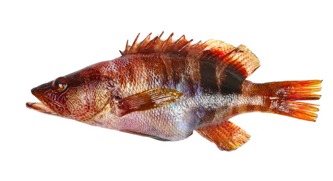 Serranus Scriba, fish Painted Comber isolated on white background, clipping
