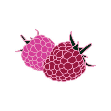 raspberries vector