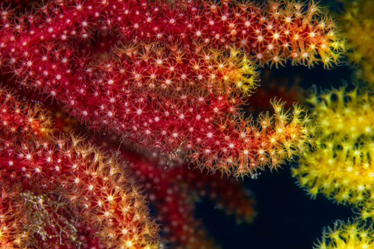 Bicolor Gorgonian: Close-up of a Red Gorgonian (Paramuricea clavata) with rare yellow tips and white polyps, Tamariu, Spain
