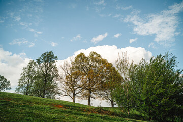 Obraz premium Green field with tall trees and white fluffy clouds in blue sky