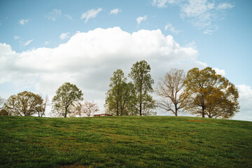 Green grassy hill with line of trees under blue sky with fluffy clouds