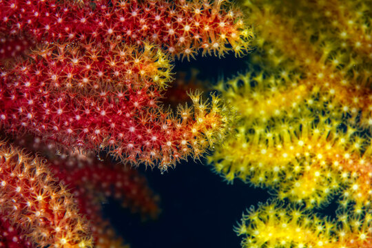 Mediterranean Fire &ndash; Paramuricea clavata Polyp Detail