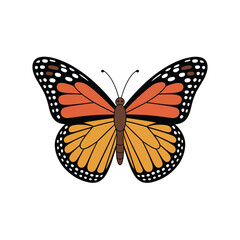 Obraz premium A colorful monarch butterfly with detailed wings is displayed on white