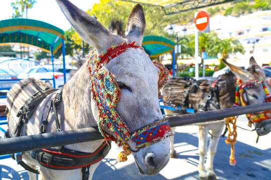 Donkeys adorned with colorful traditional harnesses await tourists in a sunny Mediterranean town
