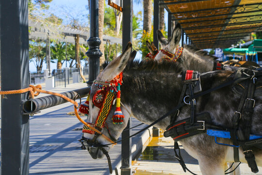 Decoratively harnessed donkeys waiting for tourists in a sunny locale