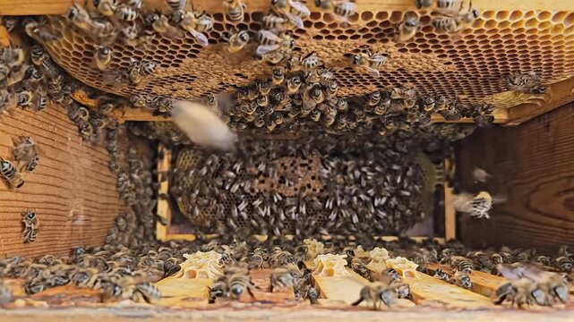 Closeup view inside a busy beehive with thousands of bees working together on honeycomb structures and wooden frames showcasing natural beekeeping and insect colony life.
