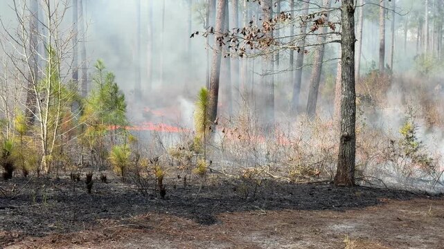 Panning of a prescribed fire in a forest with flames and smoke
