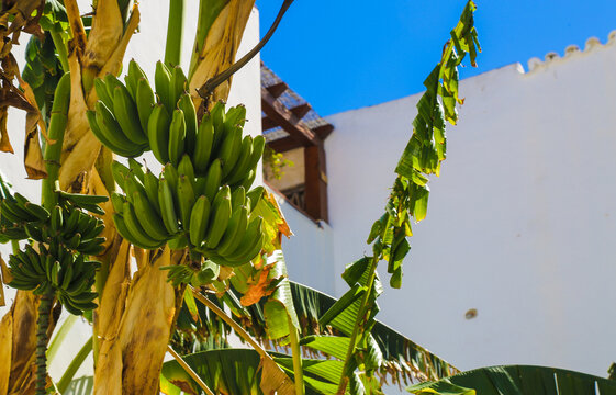 Green unripe bananas growing on a tree against a bright blue sky and white building