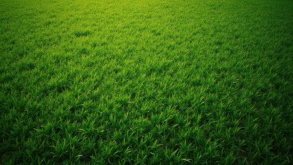 Obraz premium green grass background top view bright garden lawn texture natural sports field backdrop