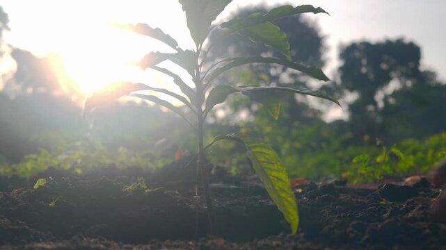 close-up seedling dirt concept reforestation environmental soil sapling background 4k