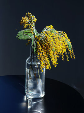 A still life of a beautifully arranged bouquet of golden yellow mimosa flowers, placed in a clear glass vase