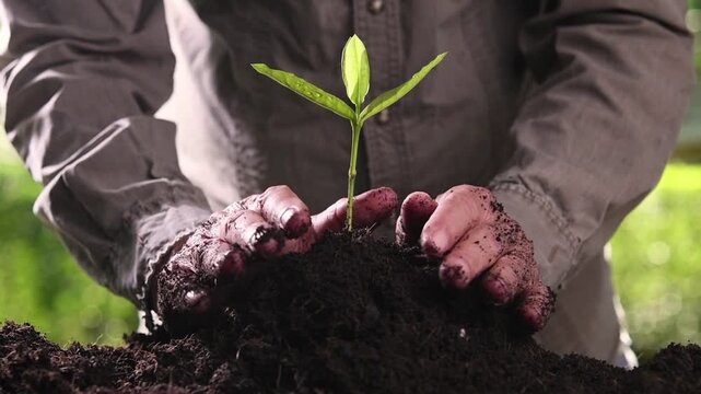 reforestation planting person close up gardening sapling ecology concept HD backgrounds footage
