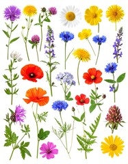 Fototapeta premium Assortment of vibrant wildflowers, various shapes, and colors, isolated on a white background. Springtime beauty captured, a natural collage