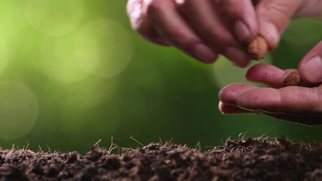 reforestation planting person close up gardening sapling ecology concept HD backgrounds footage