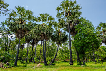 Obraz premium Sugar palm trees in a green rural landscape of Cambodia