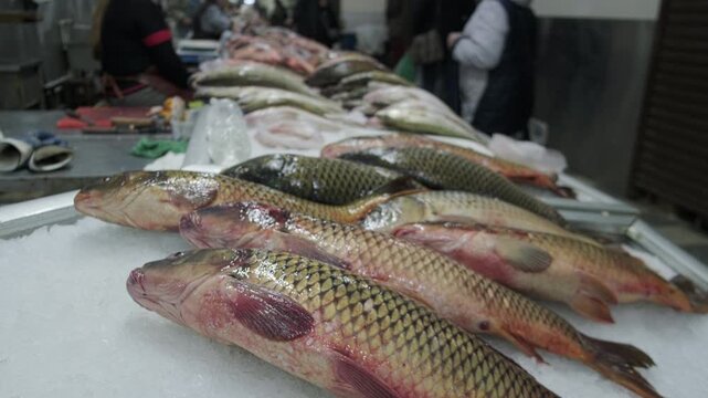Freshly caught carps arranged in rows on crushed ice at local seafood market. Vendors and customers are visible in softly blurred background
