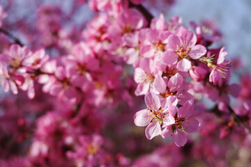 Fototapeta premium Close-up of delicate pink cherry blossom flowers on a branch. Soft focus, blurred background, macro photography of spring flora