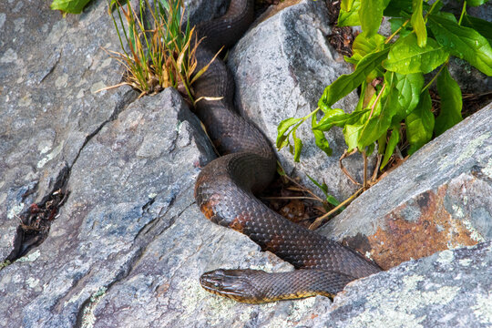 water snake nerodia sipedon waiting for a mate in rocks during the mating season