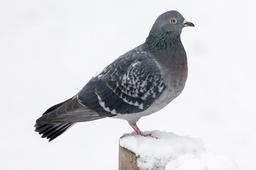Fototapeta premium Gray pigeon stands quietly on a snow topped post against a pale winter sky. Its layered feathers and steady eye suggest resilience as the frozen day softens the world into gentle minimal shapes
